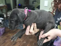 Girl 1, a female Great Dane for sale in Camby, IN – 1 of 3