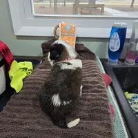 Girl 2, a male Saint Bernard for sale in Camby, IN – Photo 1 of 2