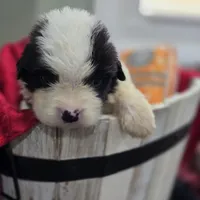 Girl 2, a male Saint Bernard for sale in Camby, IN – Photo 2 of 2
