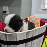 Girl 6, a male Saint Bernard for sale in Camby, IN – Photo 1 of 2