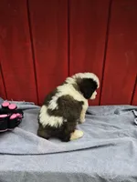 Boy 1, a male Saint Bernard for sale in Camby, IN – 2 of 6