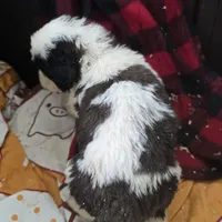Brown, a male Saint Bernard for sale in Camby, IN – Photo 1 of 2