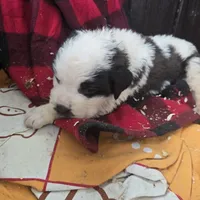 Brown, a male Saint Bernard for sale in Camby, IN – Photo 2 of 2