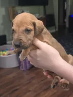 Girl 3, a female Great Dane for sale in Camby, IN – 2 of 2
