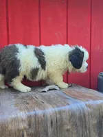 Boy 1, a male Saint Bernard for sale in Camby, IN – 4 of 4