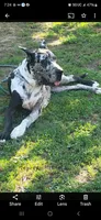 Upcoming litter due 4/14/2026, a  Great Dane for sale in Camby, IN – Photo 2 of 3