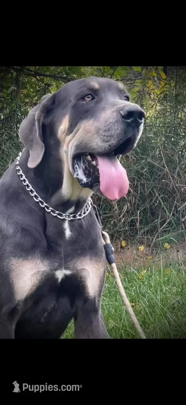 Upcoming litter due 4/14/2026 – Great Dane puppy for sale in Camby, IN