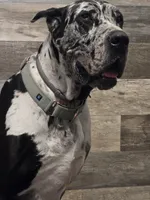 Upcoming litter due 4/14/2026, a  Great Dane for sale in Camby, IN – Photo 3 of 3