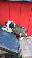Girl 1, a female Saint Bernard for sale in Camby, IN – 1 of 2