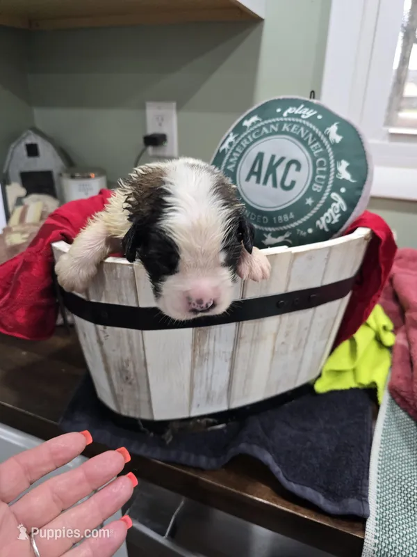 Boy 2 – Saint Bernard puppy for sale in Camby, IN