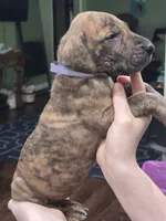 Boy 1, a male Great Dane for sale in Camby, IN – 3 of 3