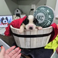 Boy 3, a male Saint Bernard for sale in Camby, IN – Photo 1 of 2