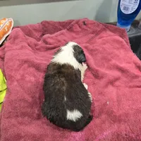 Boy 3, a male Saint Bernard for sale in Camby, IN – Photo 2 of 2