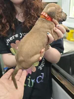 Girl 3, a female Great Dane for sale in Camby, IN – 1 of 2