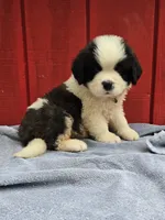 Boy 1, a male Saint Bernard for sale in Camby, IN – 6 of 6
