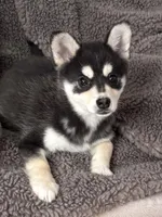 Juno, a male Alaskan Klee Kai for sale in Winthrop, MN – Photo 3 of 5