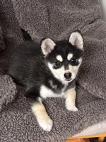 Juno, a male Alaskan Klee Kai for sale in Winthrop, MN – Photo 4 of 5
