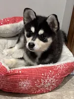 Juno, a male Alaskan Klee Kai for sale in Winthrop, MN – Photo 2 of 5