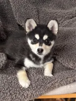Juno, a male Alaskan Klee Kai for sale in Winthrop, MN – Photo 5 of 5