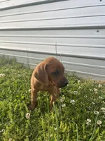Tom, a male Redbone Coonhound for sale in Geraldine, AL – Photo 4 of 4