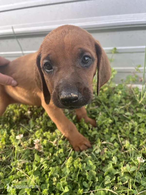 Tom – Redbone Coonhound puppy for sale in Geraldine, AL