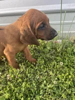 Tom, a male Redbone Coonhound for sale in Geraldine, AL – Photo 3 of 4