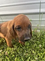Tom, a male Redbone Coonhound for sale in Geraldine, AL – Photo 2 of 4