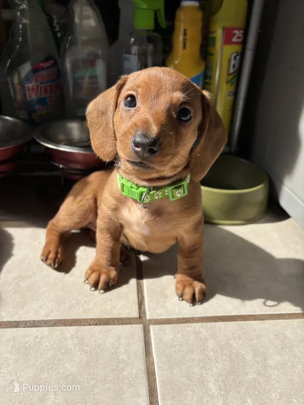 Justin – Miniature Dachshund puppy for sale in Blue Island, IL