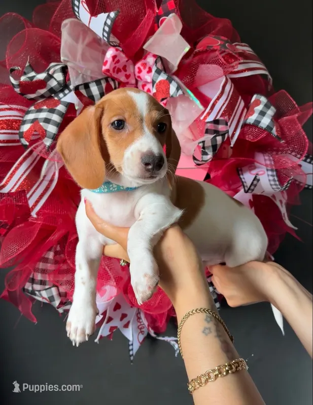 Mickey – Miniature Dachshund puppy for sale in Blue Island, IL