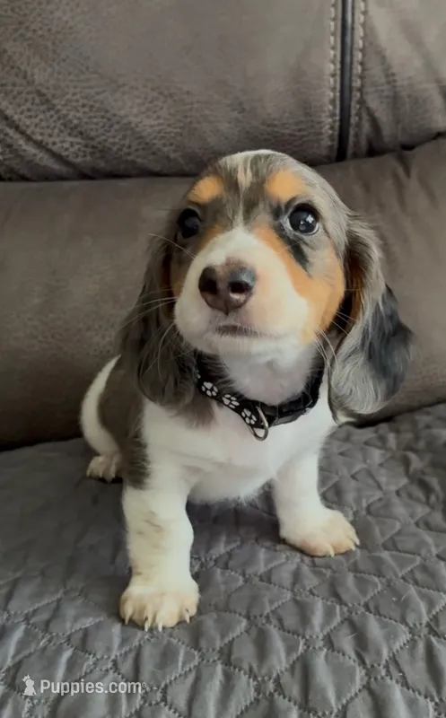Lucky – Miniature Dachshund puppy for sale in Blue Island, IL