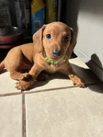 Justin, a male Miniature Dachshund for sale in Blue Island, IL – 2 of 4