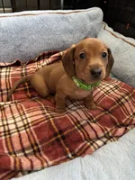Justin, a male Miniature Dachshund for sale in Blue Island, IL – 4 of 4