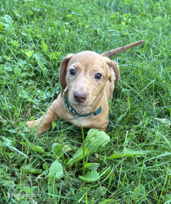 Camilo – Miniature Dachshund puppy for sale in Blue Island, IL