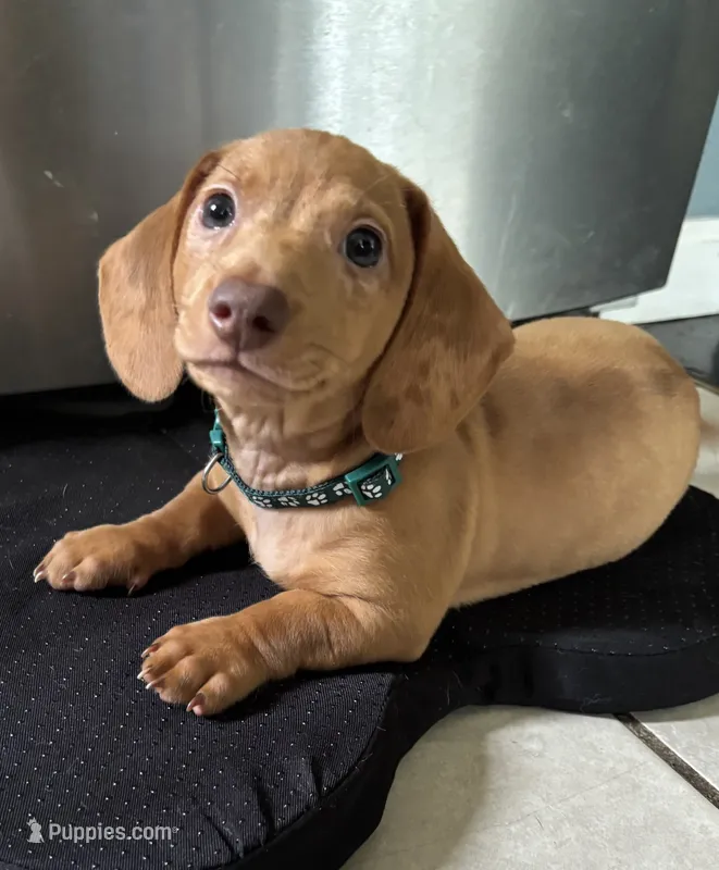 Camilo – Miniature Dachshund puppy for sale in Blue Island, IL