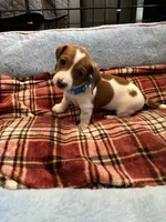 Mickey, a male Miniature Dachshund for sale in Blue Island, IL – 2 of 4