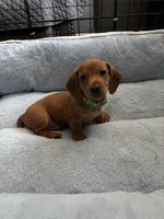 Justin, a male Miniature Dachshund for sale in Blue Island, IL – 3 of 4