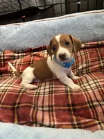 Mickey, a male Miniature Dachshund for sale in Blue Island, IL – 4 of 4