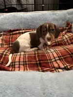 Leo, a male Miniature Dachshund for sale in Blue Island, IL – 3 of 4