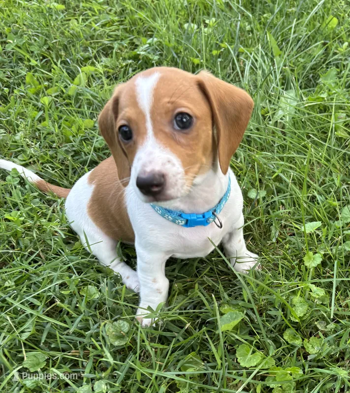 Mickey – Miniature Dachshund puppy for sale in Blue Island, IL