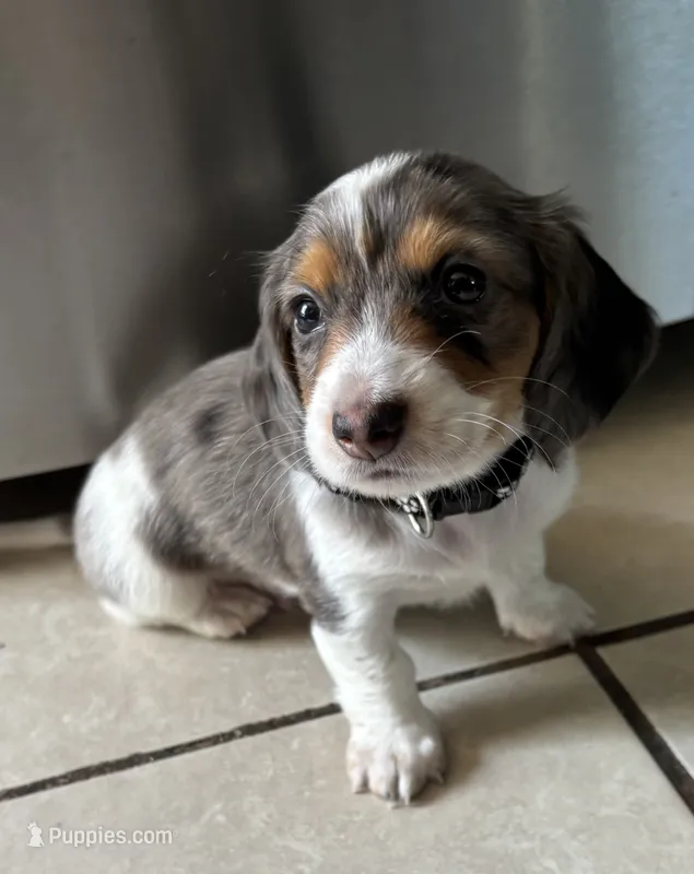 Lucky – Miniature Dachshund puppy for sale in Blue Island, IL