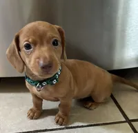 Camilo, a male Miniature Dachshund for sale in Blue Island, IL – 2 of 2