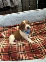 Mickey, a male Miniature Dachshund for sale in Blue Island, IL – 3 of 4