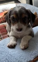Lucky, a male Miniature Dachshund for sale in Blue Island, IL – 2 of 3
