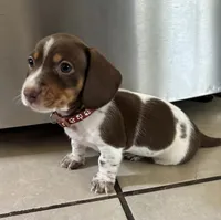 Leo, a male Miniature Dachshund for sale in Blue Island, IL – 2 of 4