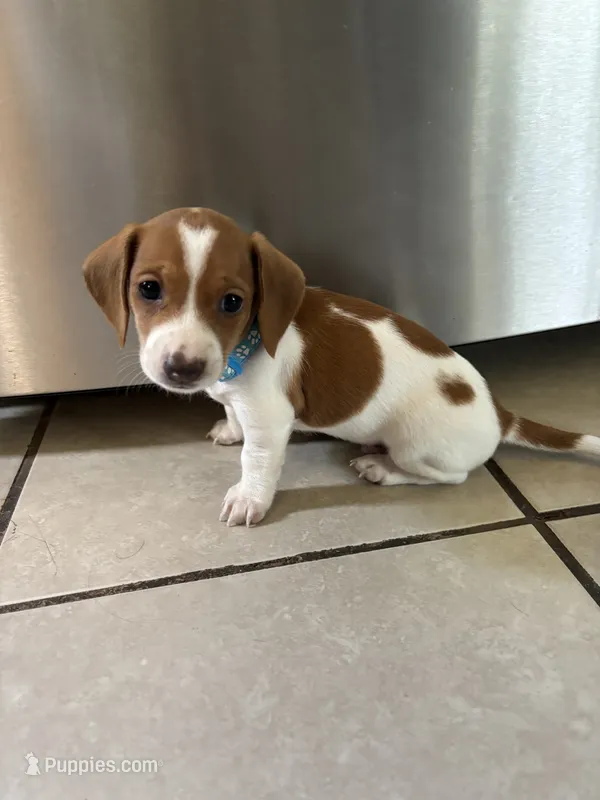 Mickey – Miniature Dachshund puppy for sale in Blue Island, IL
