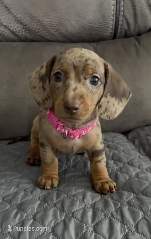 Lola – Miniature Dachshund puppy for sale in Blue Island, IL