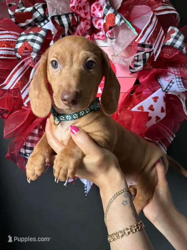 Camilo – Miniature Dachshund puppy for sale in Blue Island, IL