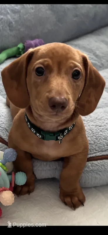 Camilo – Miniature Dachshund puppy for sale in Blue Island, IL