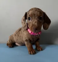 Lola, a female Miniature Dachshund for sale in Blue Island, IL – 2 of 3
