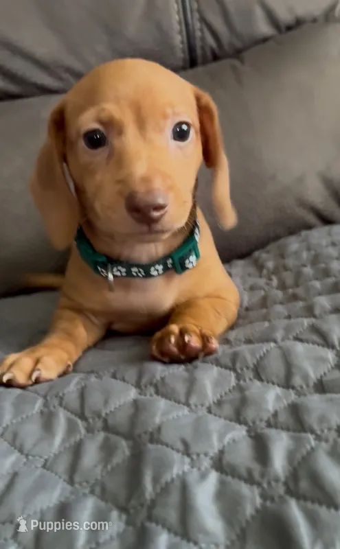 Camilo – Miniature Dachshund puppy for sale in Blue Island, IL